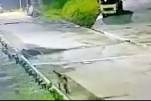 Anak Harimau Berkeliaran di Luar Hutan, BKSDA Upayakan Relokasi