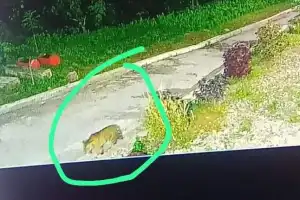 Seekor Harimau Terekam CCTV di Area PLTM Lawe Sikap Agara