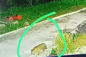 BKSDA Tak Temukan Jejak Harimau yang Sempat Terekam CCTV PLTM di Agara