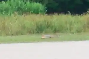 Warga Aceh Barat Rekam Buaya Berjemur di Pinggir Sungai