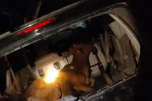 Warga Aceh Tamiang Gagalkan Pencurian Sapi, Mobil Pelaku Dirusak