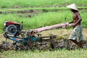 BBM Langka, Petani Abdya Keluhkan Harga Bajak Sawah Naik
