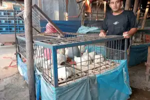 Harga Daging Ayam Broiler di Aceh Barat Alami Kenaikan