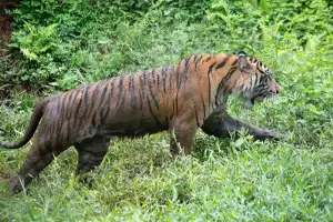 Anak Harimau Hilang dari Pengawasan, Warga Agara Resah