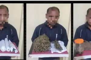 Polisi Tangkap Bandar Ganja di Bener Meriah