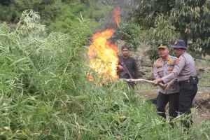 Nilai Ladang Ganja Temuan Polres Aceh Barat di Nagan Raya Capai Rp14 Miliar