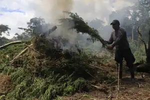 Pemilik 32 Hektare Ladang Ganja Kabur, Polisi Lepaskan Tembakan Peringatan