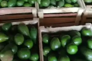 Harga Alpukat di Bener Meriah Rp 5 Ribu Per Kilo