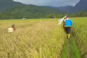 Harga Gabah Naik, Tertinggi di Bireuen Tembus Rp7.150 Per Kilogram
