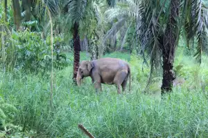Warga Minta BKSDA Sikapi Keberadaan Gajah Liar di Woyla Timur