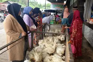 Harga Ayam Potong Jumbo Tembus Rp220 Ribu per Ekor
