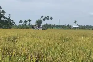 Harga Gabah Turun, Terendah di Aceh Utara Rp5.900 Per Kilogram
