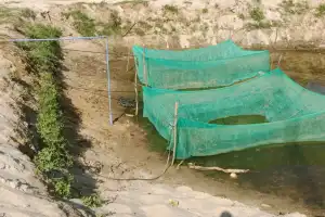 Bibit Ikan Warga Aceh Singkil Mati Akibat Kemarau Panjang