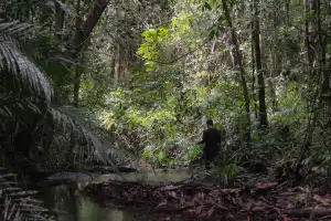 Potensi Ekonomi Perdagangan Karbon Hutan Aceh dan Ancaman Lingkungan