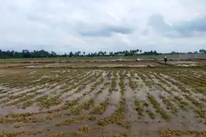 Petani Krueng Pase Siap Memasuki Musim Tanam di Tengah Ketidakpastian Irigasi