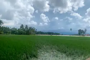 183 Hektar Tanaman Padi di Aceh Utara Terendam Banjir, 55 Hektar Gagal Panen