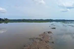 80 Hektar Sawah di Aceh Utara Gagal Tanam Akibat Banjir